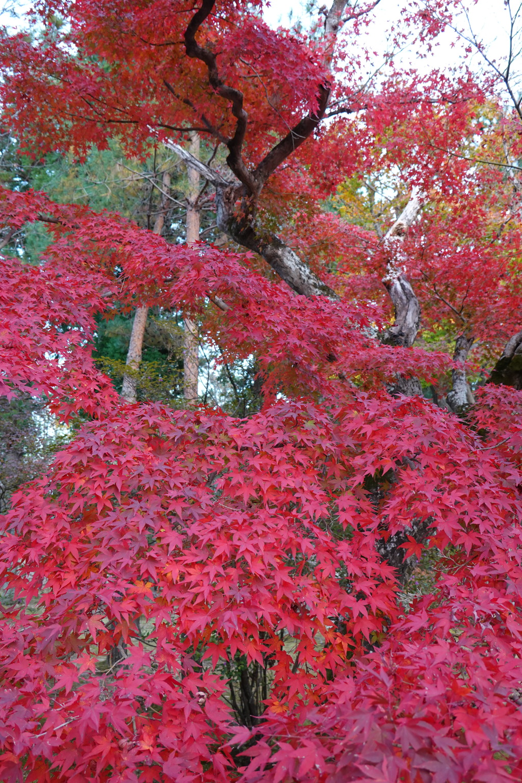 京紅葉2018＿仁和寺04