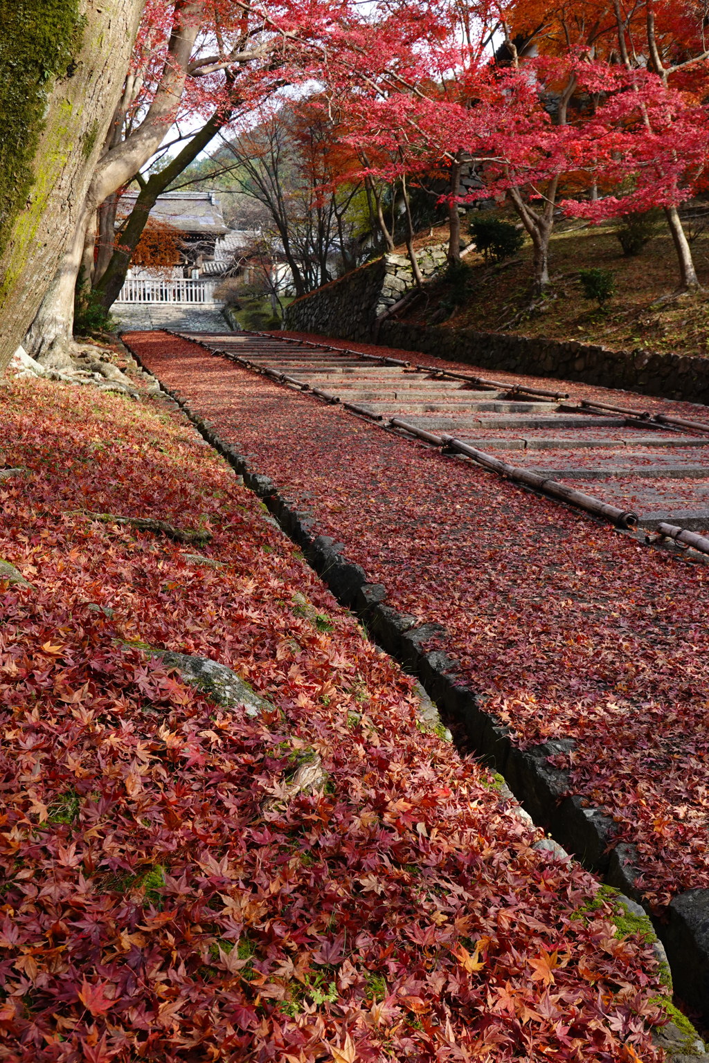 京紅葉2018＿毘沙門堂門跡05　敷きもみじ４