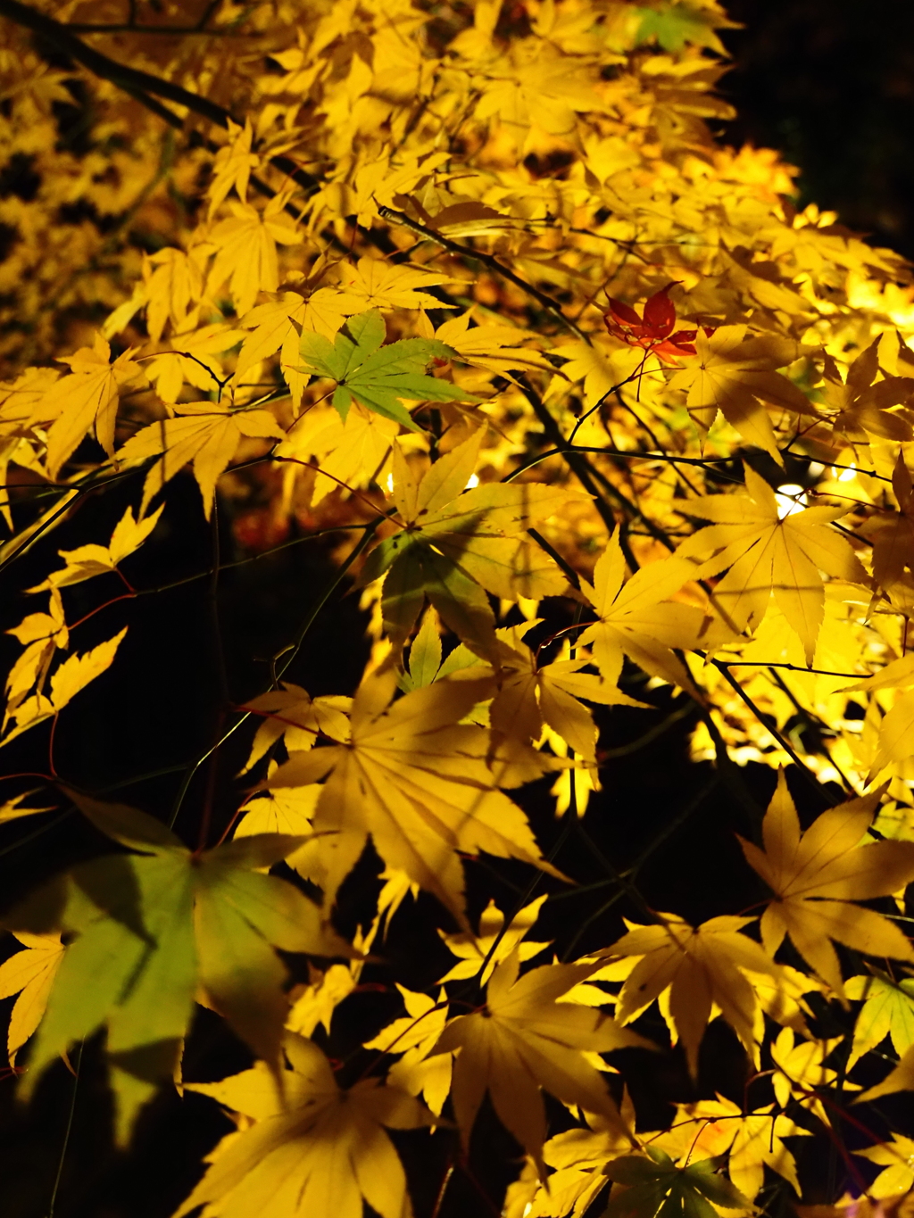 京紅葉2025＿嵐山・鹿王院夜の特別拝観10　三色