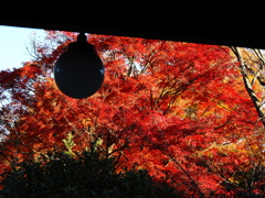 京紅葉2025＿洛西・浄住寺09　方丈玄関から