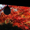 京紅葉2025＿洛西・浄住寺09　方丈玄関から