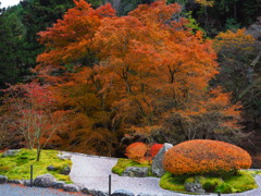 京紅葉2024＿大原・古知谷 阿弥陀寺04