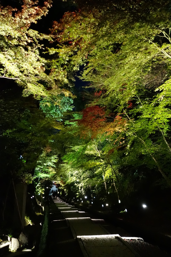 京紅葉2013＿高台寺13