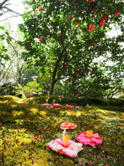 椿の寺＿Ⅴ