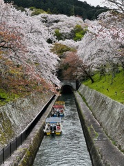 桜_琵琶湖疏水Ⅰ