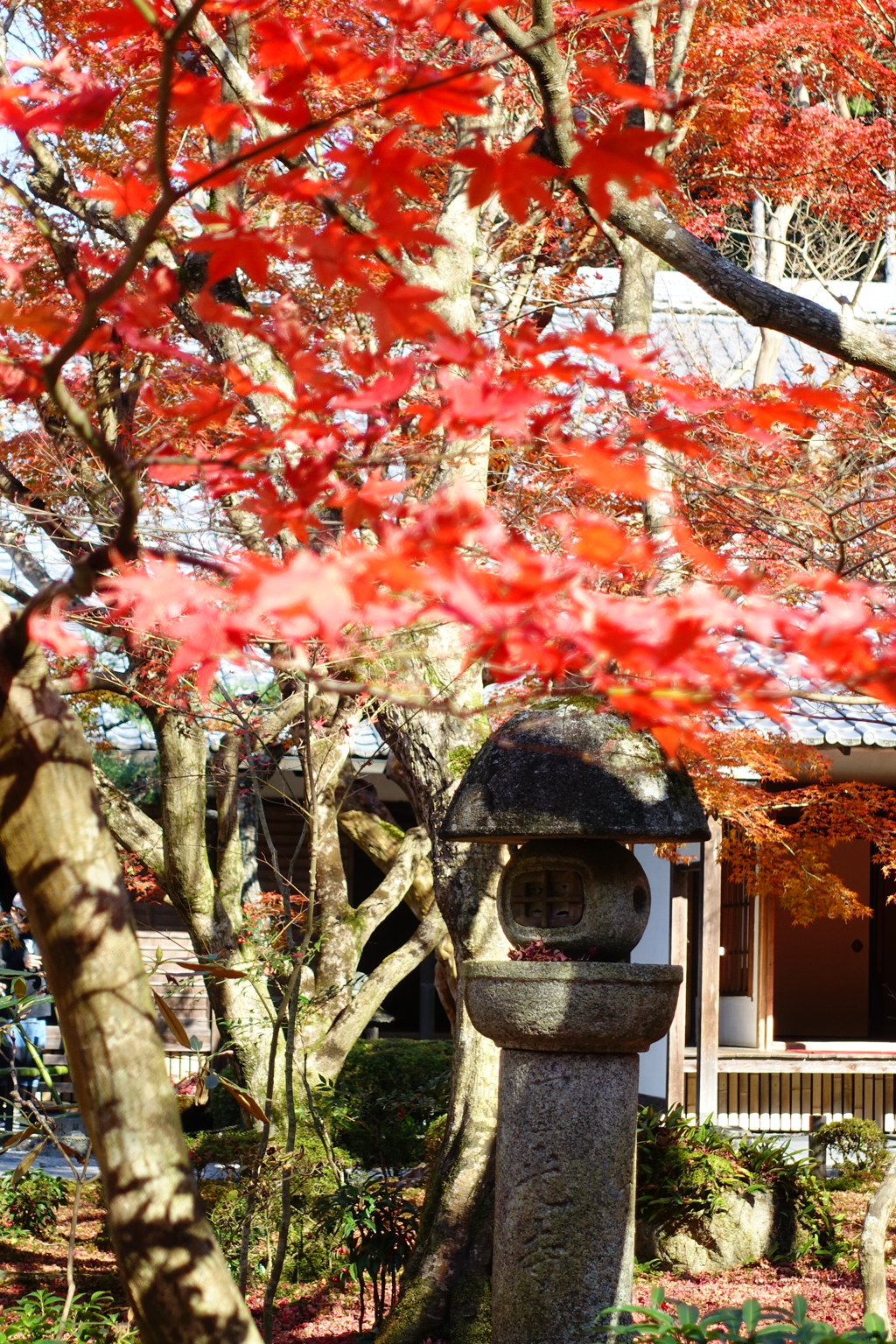 京紅葉2015＿圓光寺16