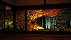 京紅葉2024＿大原・宝泉院　秋の夜灯り06