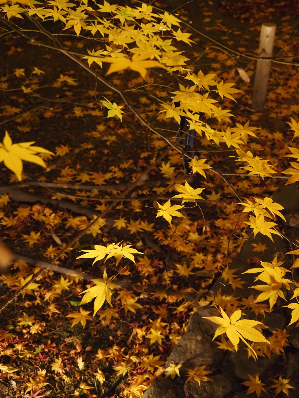京紅葉2025＿嵐山・鹿王院夜の特別拝観08　黄葉