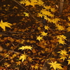 京紅葉2025＿嵐山・鹿王院夜の特別拝観08　黄葉
