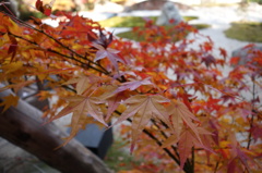 京紅葉2013＿実相院05