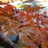 京紅葉2013＿実相院05