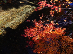 滋賀紅葉2025＿葛川02　明王谷