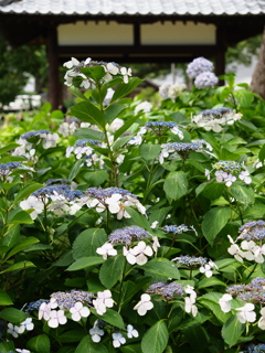 藤森神社 紫陽花苑07