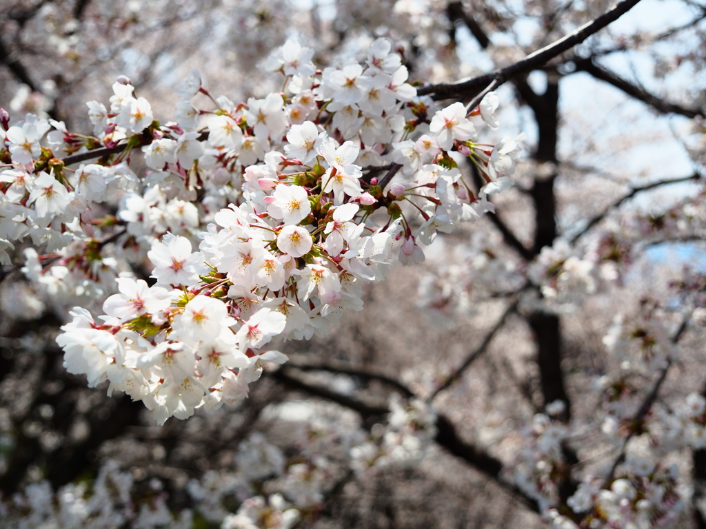 丘の桜_Ⅰ