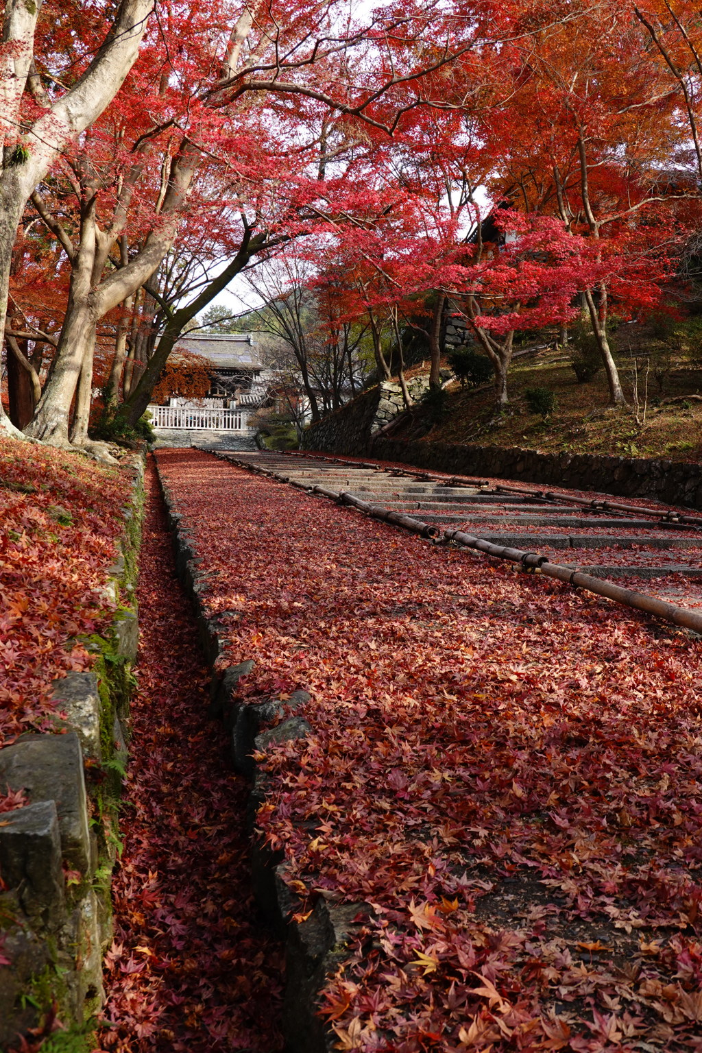 京紅葉2018＿毘沙門堂門跡03　敷きもみじ２