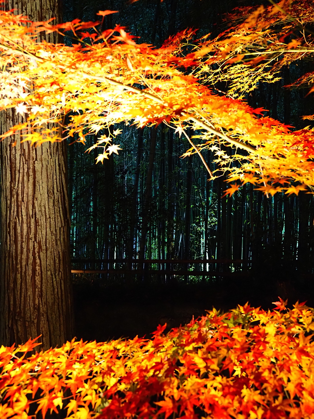 京紅葉2025＿嵐山・鹿王院夜の特別拝観06　紅葉と竹林Ⅱ