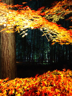 京紅葉2025＿嵐山・鹿王院夜の特別拝観06　紅葉と竹林Ⅱ