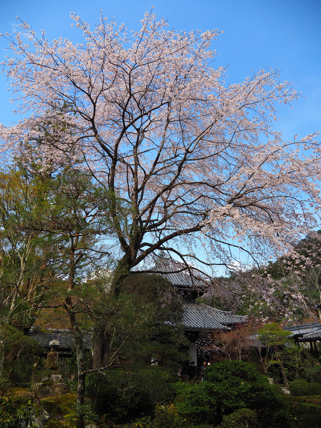 桜＿安楽寺