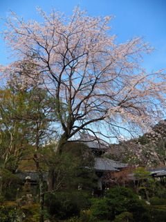 桜＿安楽寺