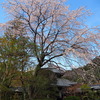 桜＿安楽寺