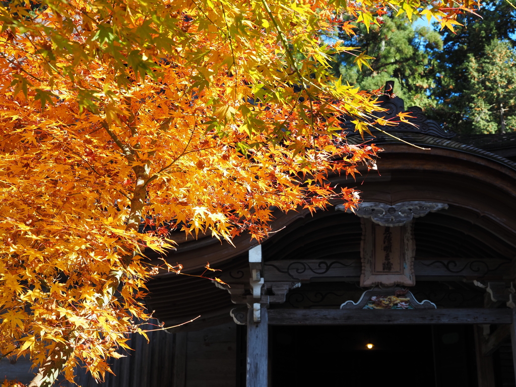 滋賀紅葉2025＿葛川息障明王院01