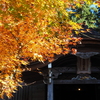 滋賀紅葉2025＿葛川息障明王院01