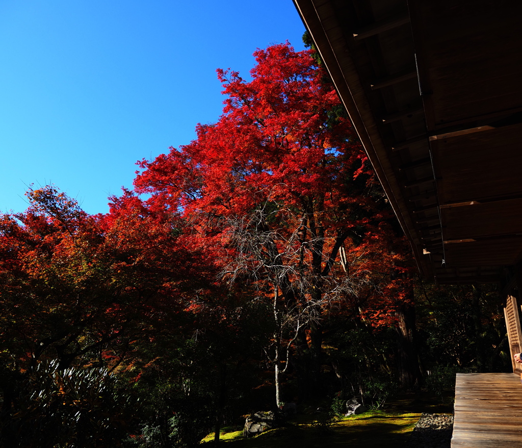 京紅葉2025＿栂尾・高山寺08