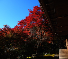京紅葉2025＿栂尾・高山寺08