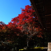 京紅葉2025＿栂尾・高山寺08