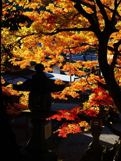 滋賀紅葉2025＿葛川・地主神社04　秋の石灯籠
