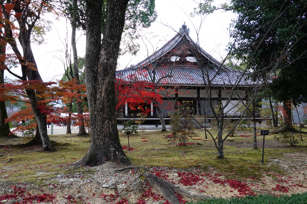 京紅葉2018＿仁和寺01