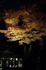 京紅葉2013＿高台寺03