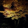 京紅葉2013＿高台寺03
