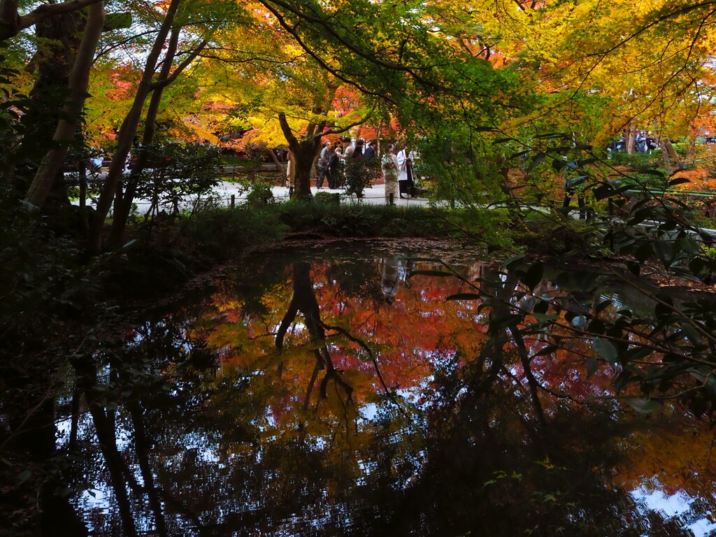 京紅葉2024＿圓光寺07　栖龍池　
