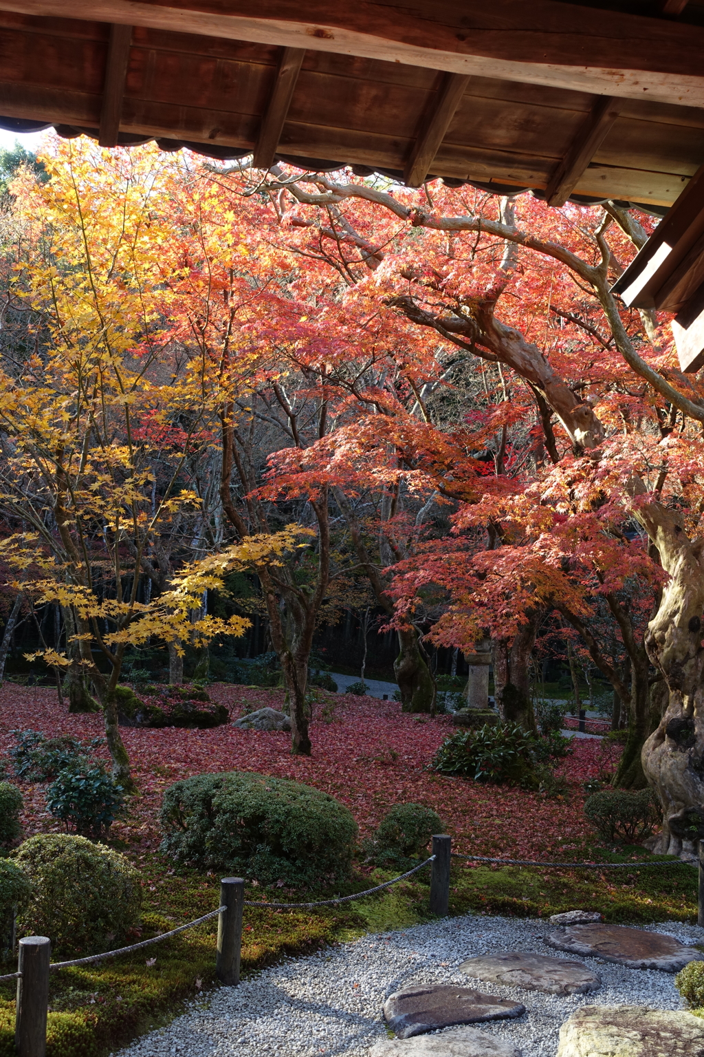 京紅葉2015＿圓光寺07