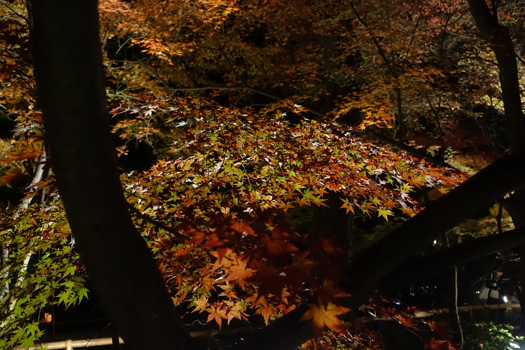 京紅葉2016　北野天満宮もみじ苑_01