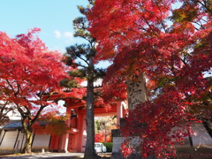 京紅葉2024＿真如堂01　真っ赤