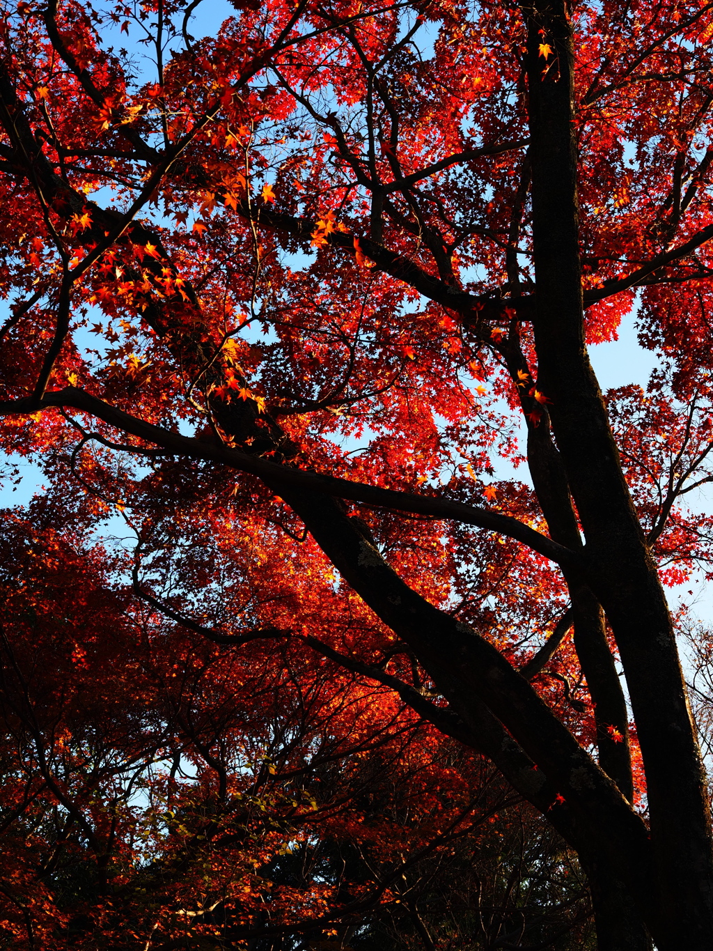 京紅葉2025＿嵐山・宝筐院16　夕もみじ