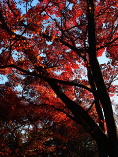 京紅葉2025＿嵐山・宝筐院16　夕もみじ