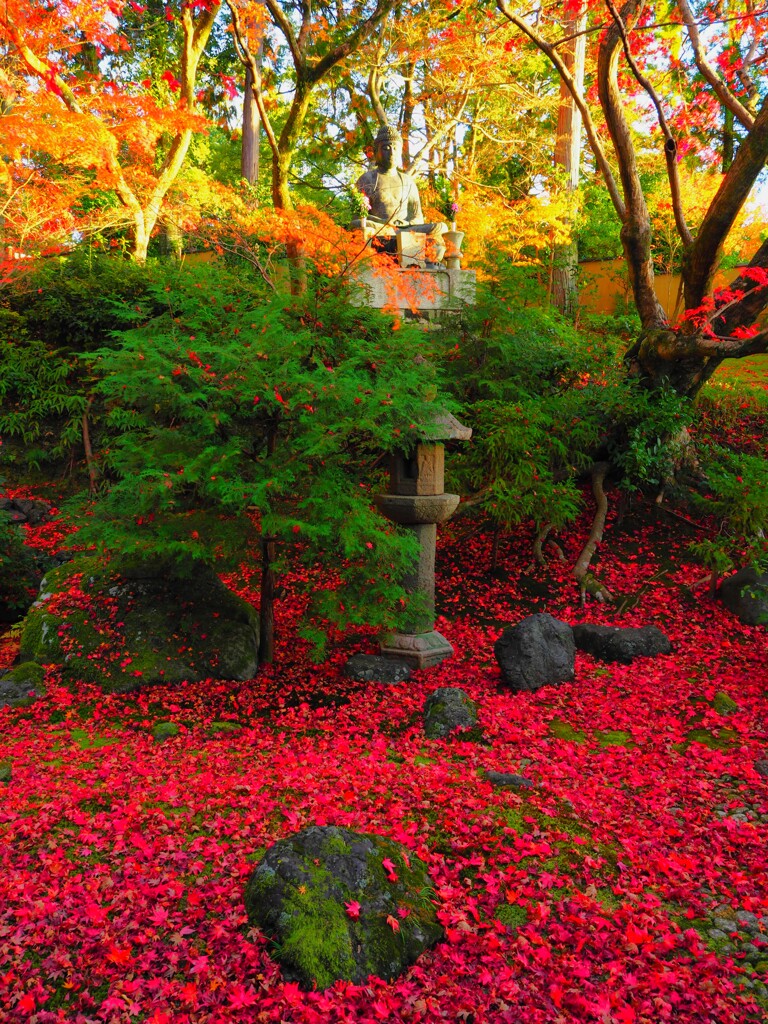 京紅葉2024＿栄摂院03　紅に染まる　