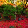 京紅葉2024＿栄摂院03　紅に染まる　