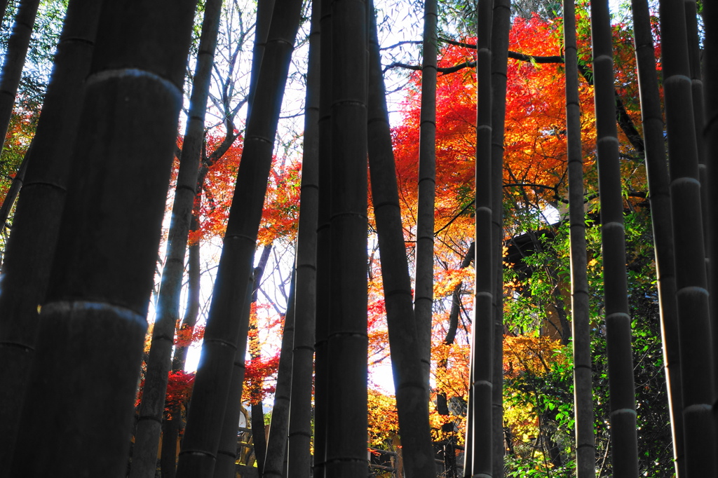 京紅葉2015＿圓光寺11　竹もみじⅡ