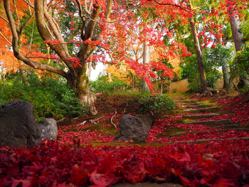 京紅葉2024＿栄摂院02　日暮れ時、散りもみじ