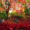 京紅葉2024＿栄摂院02　日暮れ時、散りもみじ