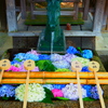 藤森神社 花手水-馬01