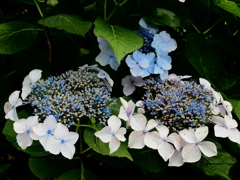 藤森神社 紫陽花苑01