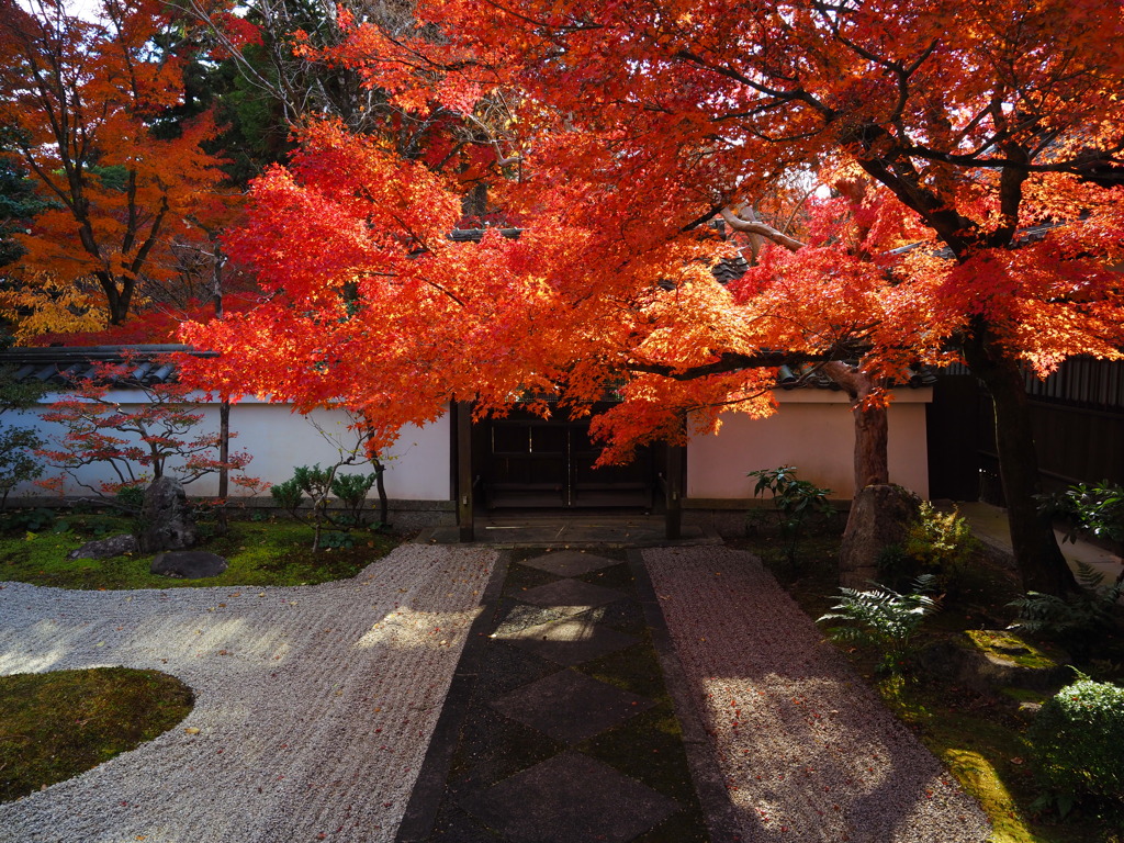 京紅葉2024＿真如堂08