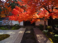 京紅葉2024＿真如堂08