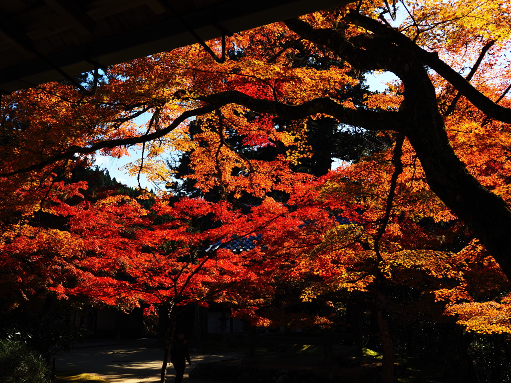 京紅葉2025＿槙尾・西明寺07