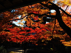 京紅葉2025＿槙尾・西明寺07